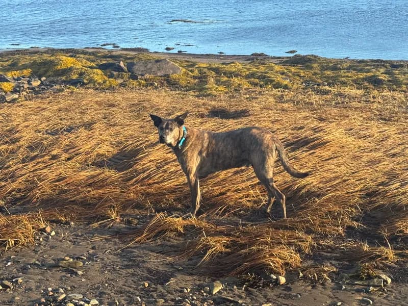 Felix the dog