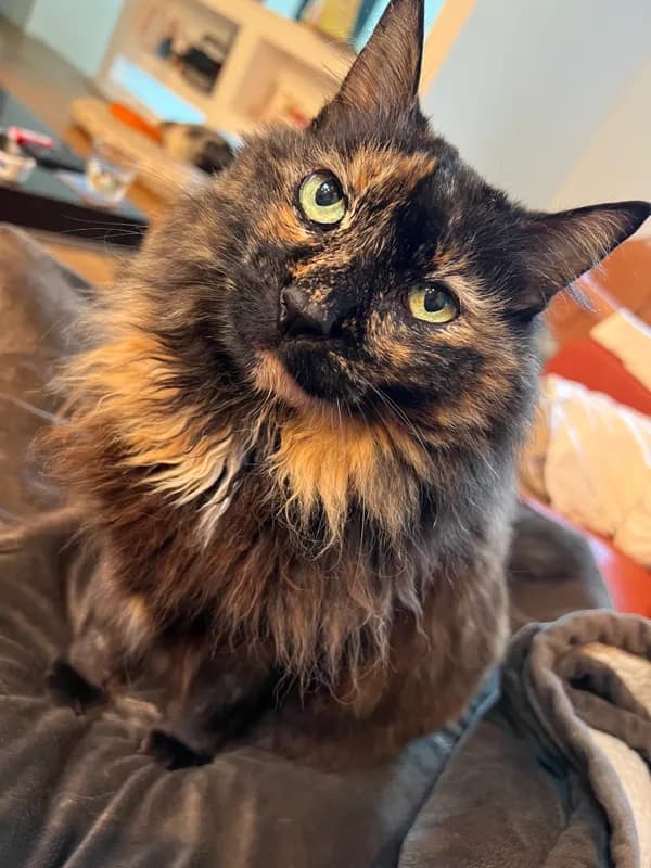 Echo the cat