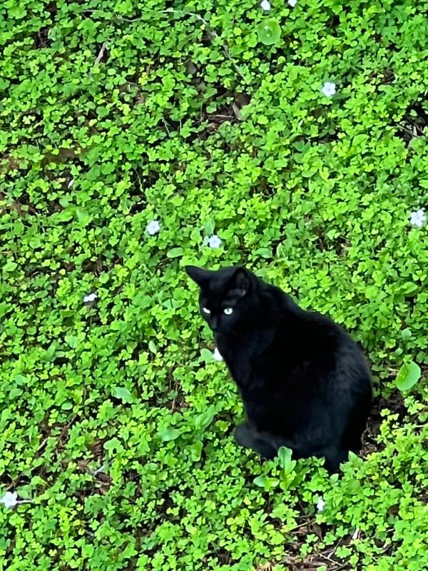 Ember the cat