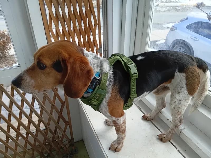 Sheldon the dog