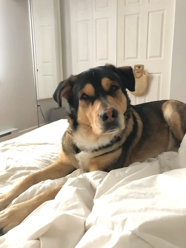 Fender the dog