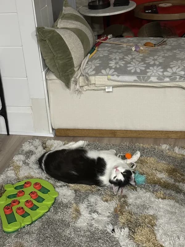 Momo the cat