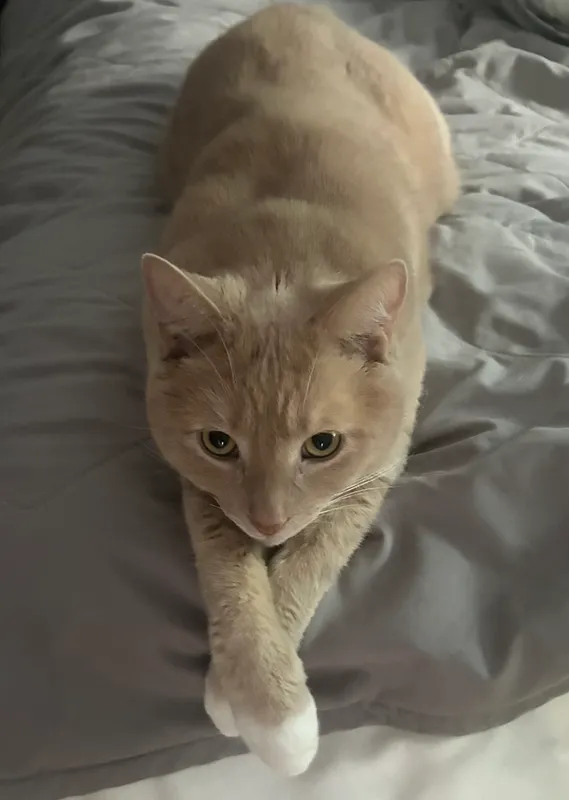Lio the cat
